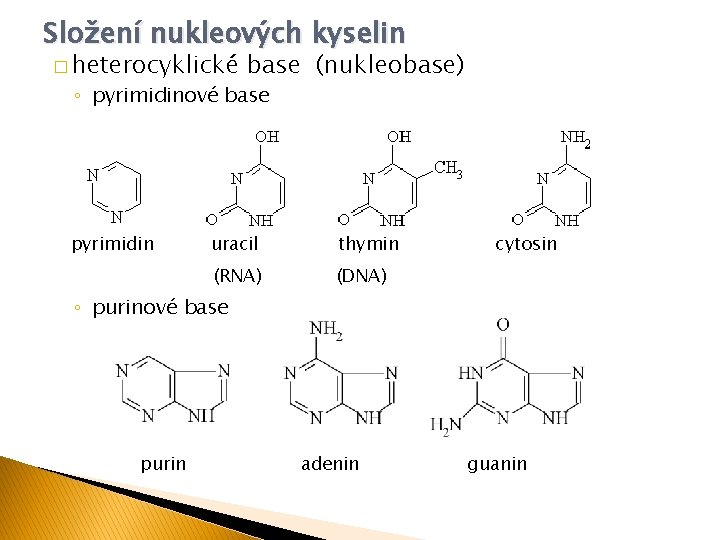 Složení nukleových kyselin � heterocyklické base (nukleobase) ◦ pyrimidinové base pyrimidin uracil thymin (RNA)