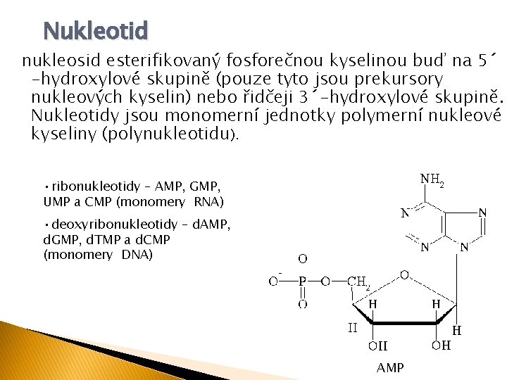 Nukleotid nukleosid esterifikovaný fosforečnou kyselinou buď na 5´ -hydroxylové skupině (pouze tyto jsou prekursory