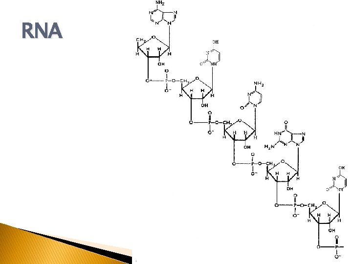 RNA 