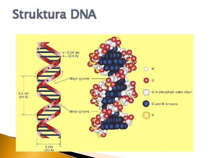Struktura DNA 