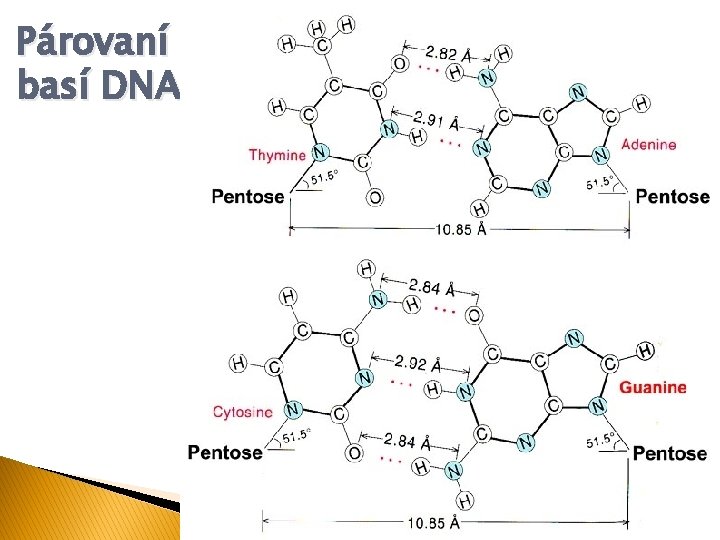 Párovaní basí DNA 