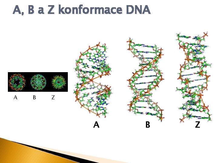 A, B a Z konformace DNA A B Z 