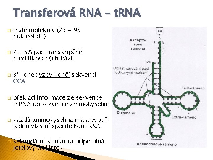 Transferová RNA – t. RNA � � � malé molekuly (73 - 95 nukleotidů)