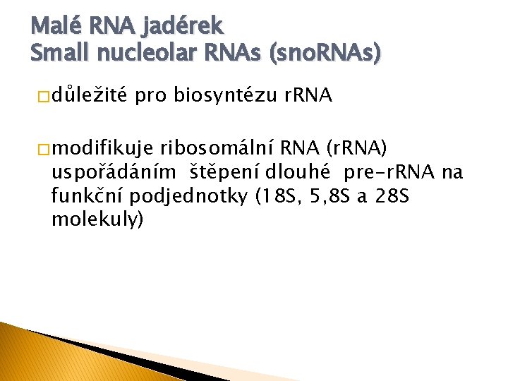 Malé RNA jadérek Small nucleolar RNAs (sno. RNAs) � důležité pro biosyntézu r. RNA