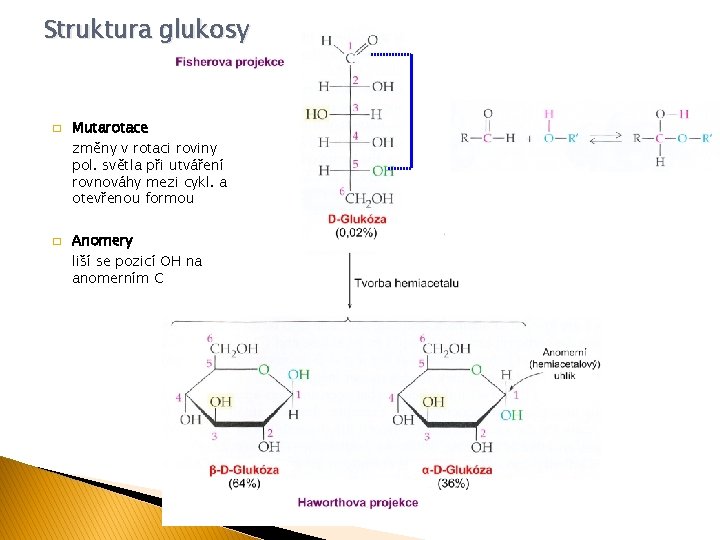 Struktura glukosy � � Mutarotace změny v rotaci roviny pol. světla při utváření rovnováhy