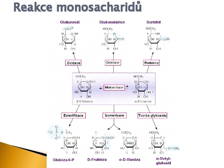 Reakce monosacharidů 