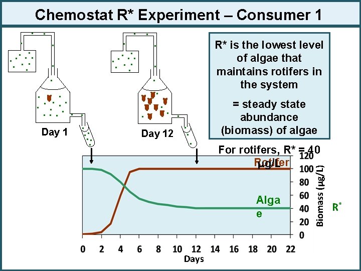 Chemostat R* Experiment – Consumer 1 . . Day 12 R* is the lowest