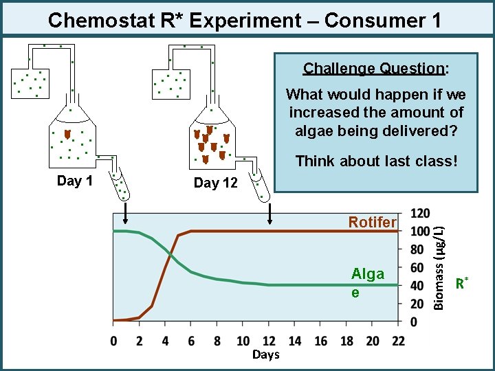 Chemostat R* Experiment – Consumer 1 . . Day 12 Challenge Question: What would