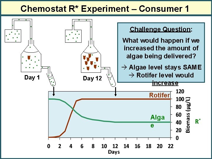 Chemostat R* Experiment – Consumer 1 . . Day 12 Challenge Question: What would