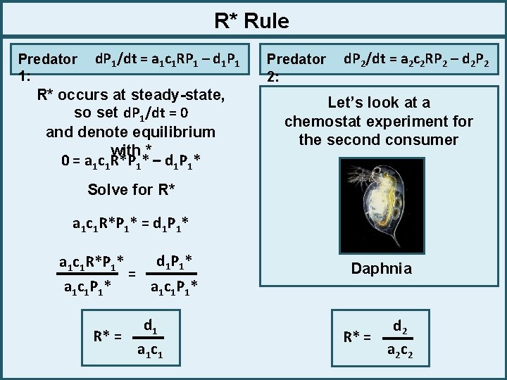 R* Rule Predator 1: d. P 1/dt = a 1 c 1 RP 1