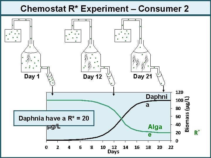 Chemostat R* Experiment – Consumer 2 . . . Day 21 Day 12. .