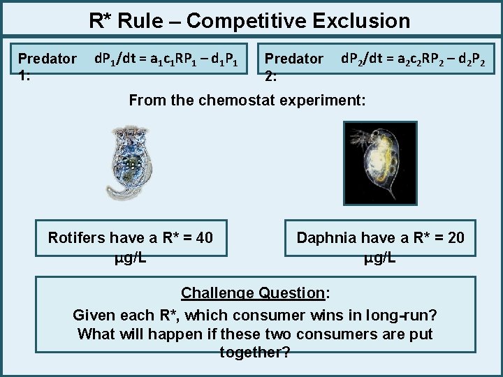 R* Rule – Competitive Exclusion Predator 1: d. P 1/dt = a 1 c