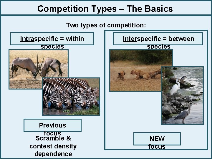 Competition Types – The Basics Two types of competition: Intraspecific = within species Interspecific