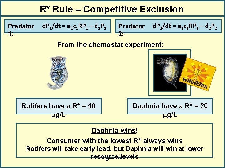R* Rule – Competitive Exclusion Predator 1: d. P 1/dt = a 1 c