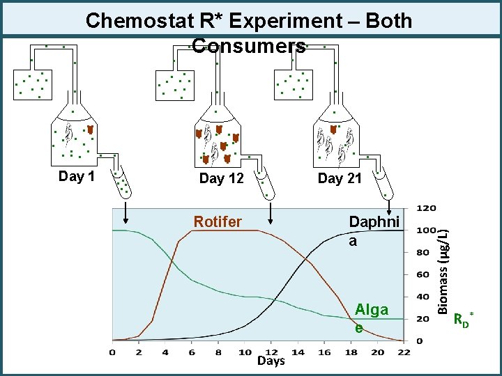 Chemostat R* Experiment – Both. . . Consumers. . . . . Day 12