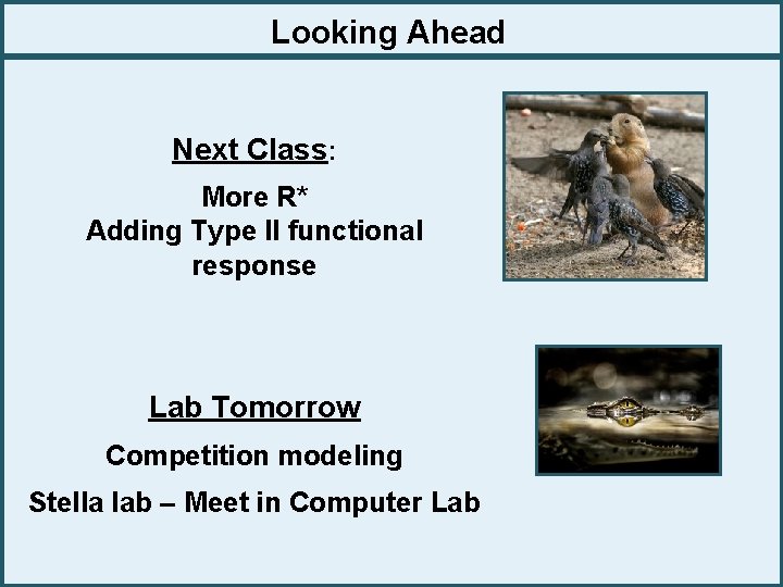Looking Ahead Next Class: More R* Adding Type II functional response Lab Tomorrow Competition