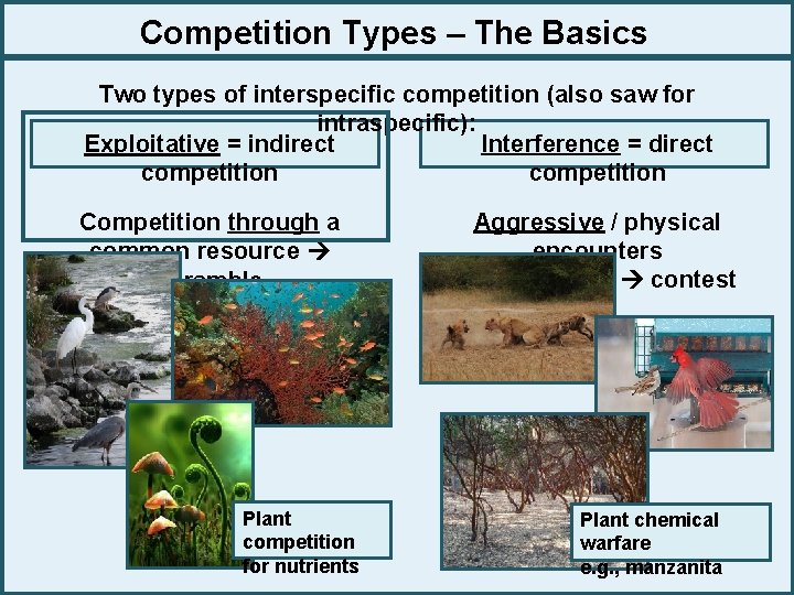 Competition Types – The Basics Two types of interspecific competition (also saw for intraspecific):