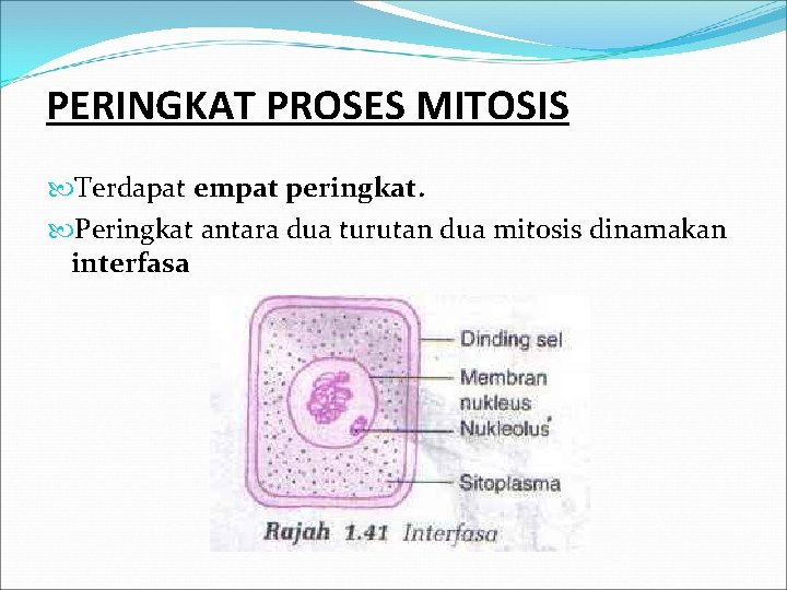 PERINGKAT PROSES MITOSIS Terdapat empat peringkat. Peringkat antara dua turutan dua mitosis dinamakan interfasa