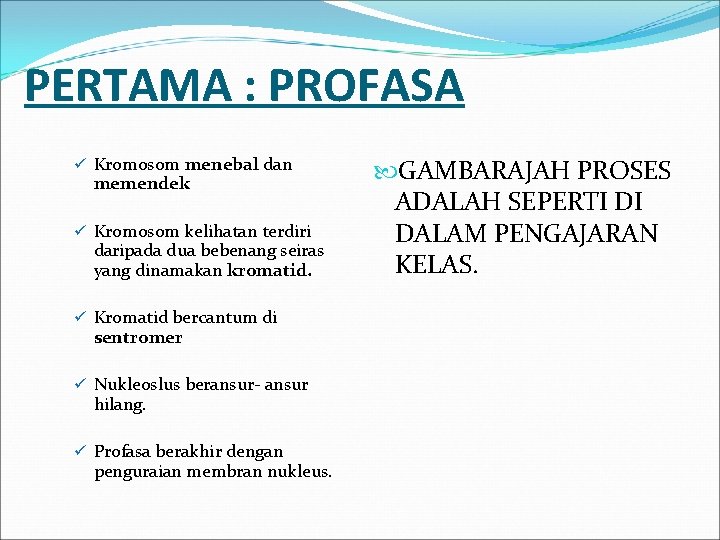 PERTAMA : PROFASA ü Kromosom menebal dan memendek ü Kromosom kelihatan terdiri daripada dua