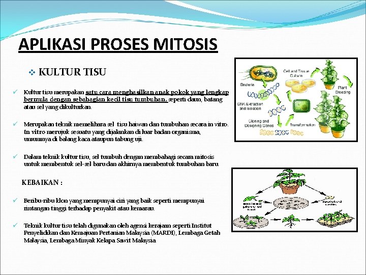 APLIKASI PROSES MITOSIS v KULTUR TISU ü Kultur tisu merupakan satu cara menghasilkan anak