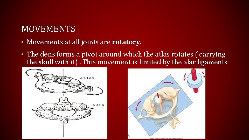 MOVEMENTS • Movements at all joints are rotatory. • The dens forms a pivot