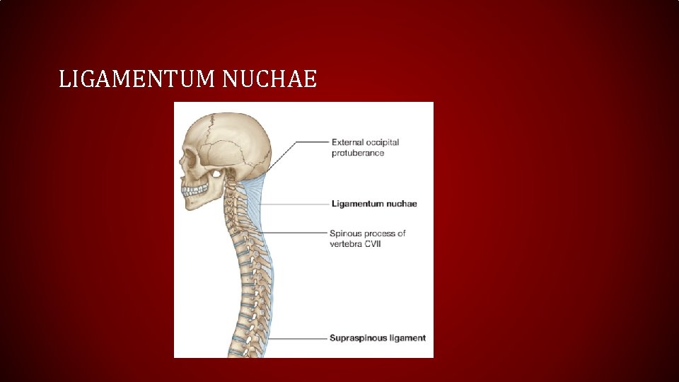 LIGAMENTUM NUCHAE 