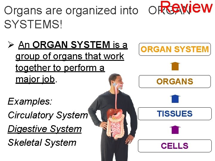 Review Organs are organized into ORGAN SYSTEMS! Ø An ORGAN SYSTEM is a group