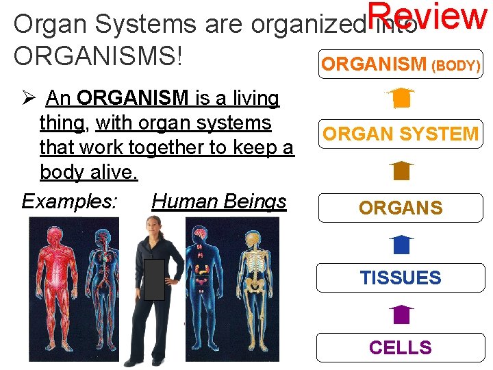 Organ Systems are organized. Review into ORGANISMS! ORGANISM (BODY) Ø An ORGANISM is a