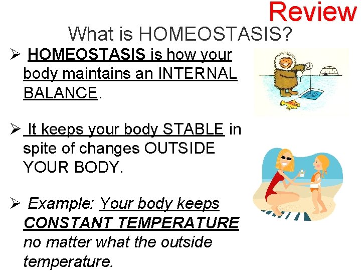 Review What is HOMEOSTASIS? Ø HOMEOSTASIS is how your body maintains an INTERNAL BALANCE.