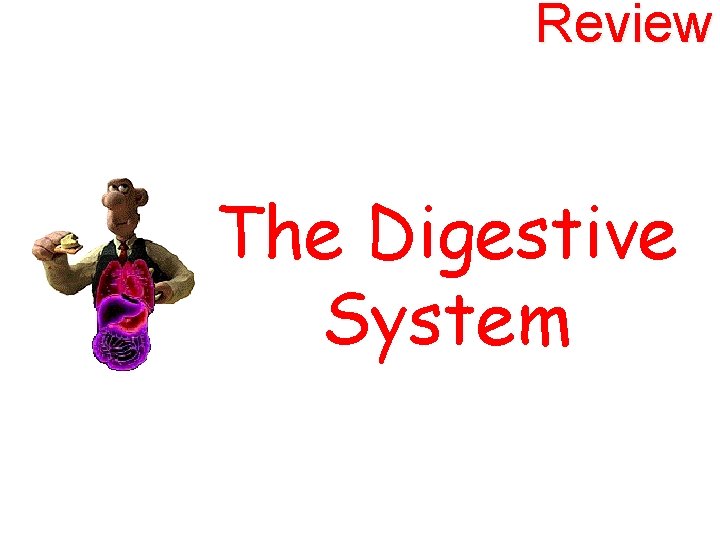 Review The Digestive System 