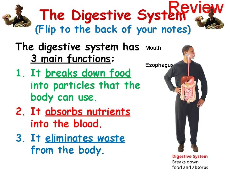 Review The Digestive System (Flip to the back of your notes) The digestive system