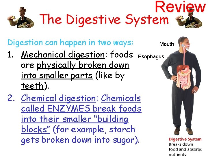 Review The Digestive System Digestion can happen in two ways: Mouth 1. Mechanical digestion: