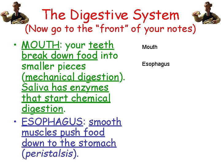The Digestive System (Now go to the “front” of your notes) • MOUTH: your
