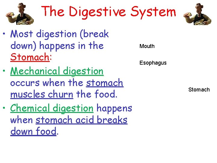 The Digestive System • Most digestion (break down) happens in the Stomach: • Mechanical