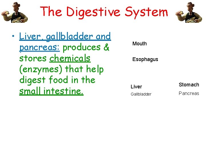 The Digestive System • Liver, gallbladder and pancreas: produces & stores chemicals (enzymes) that