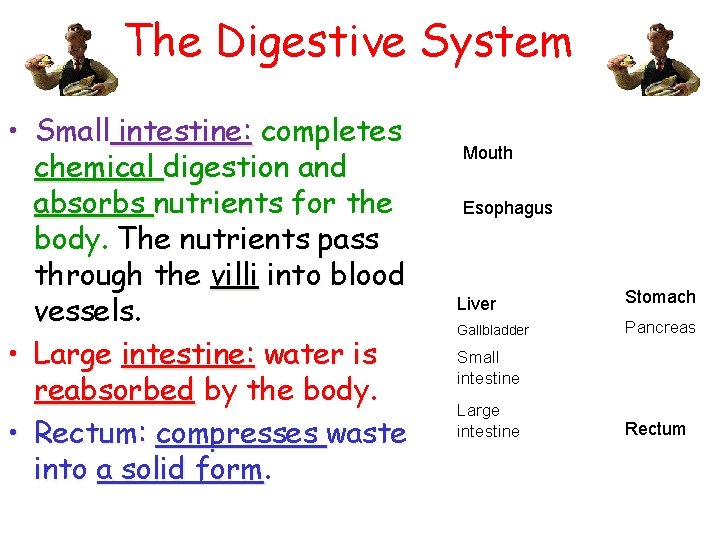 The Digestive System • Small intestine: completes chemical digestion and absorbs nutrients for the