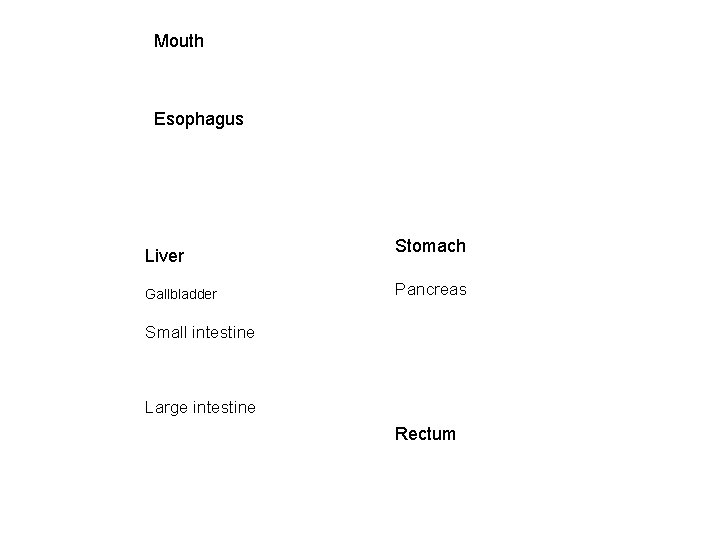 Mouth Esophagus Liver Gallbladder Stomach Pancreas Small intestine Large intestine Rectum 