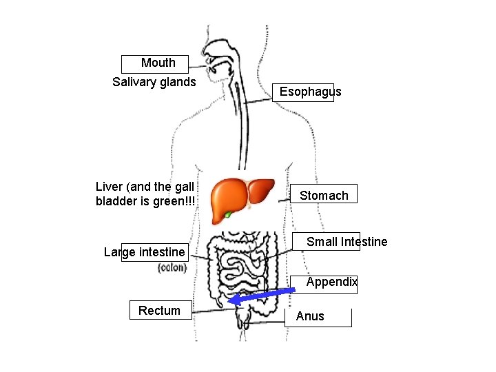 Mouth Salivary glands Liver (and the gall bladder is green!!! Large intestine Esophagus Stomach