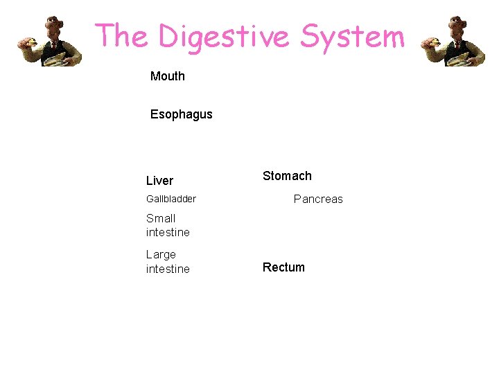 The Digestive System Mouth Esophagus Liver Gallbladder Stomach Pancreas Small intestine Large intestine Rectum