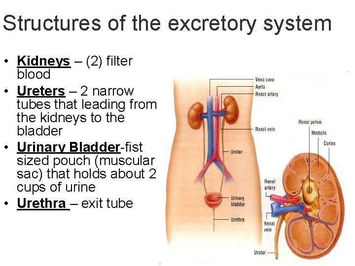 Structures of the excretory system • Kidneys – (2) filter blood • Ureters –