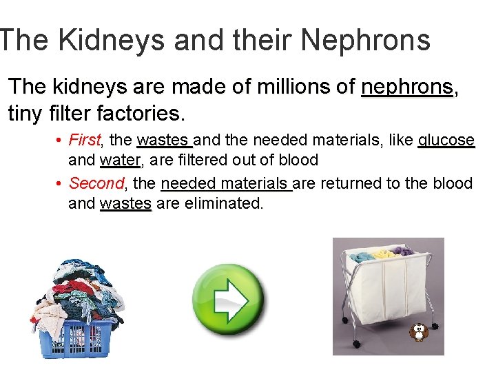 The Kidneys and their Nephrons The kidneys are made of millions of nephrons, tiny