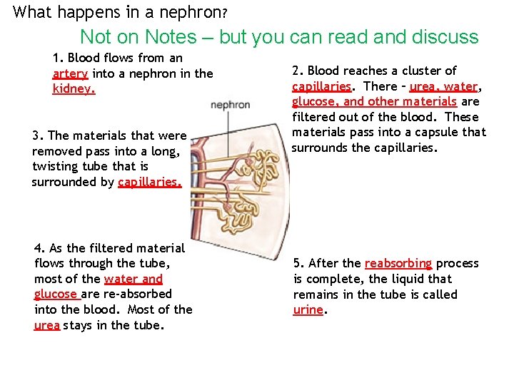 What happens in a nephron? Not on Notes – but you can read and