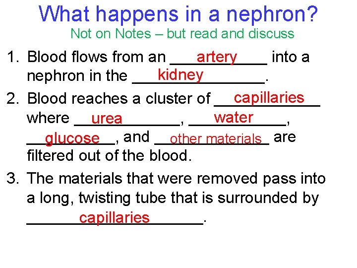What happens in a nephron? Not on Notes – but read and discuss artery