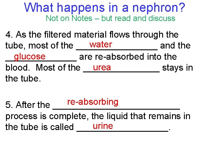 What happens in a nephron? Not on Notes – but read and discuss 4.
