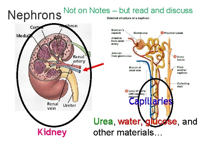 Nephrons Not on Notes – but read and discuss Capillaries Kidney Urea, water, glucose,