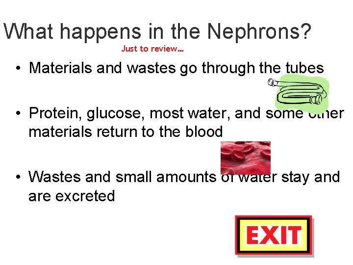 What happens in the Nephrons? Just to review… • Materials and wastes go through