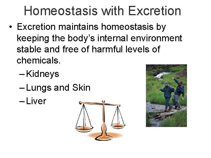 Homeostasis with Excretion • Excretion maintains homeostasis by keeping the body’s internal environment stable