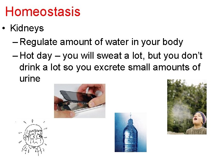 Homeostasis • Kidneys – Regulate amount of water in your body – Hot day