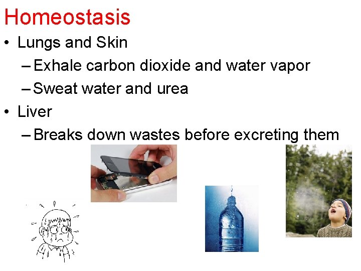 Homeostasis • Lungs and Skin – Exhale carbon dioxide and water vapor – Sweat
