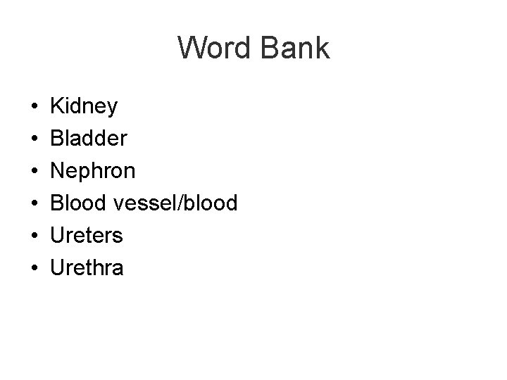 Word Bank • • • Kidney Bladder Nephron Blood vessel/blood Ureters Urethra 